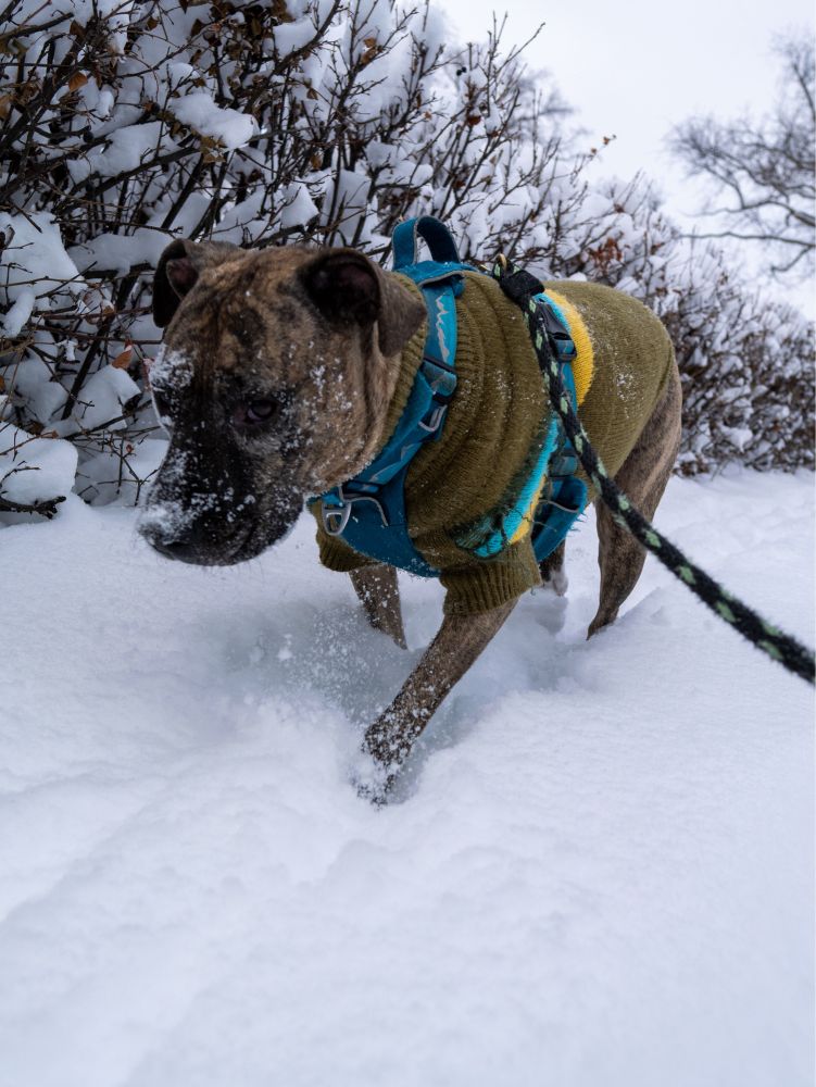 Photo of Dolly the brindle pitbull in a green sweater (with yellow and blue stripes) walking through snow with snowy trees behind her.