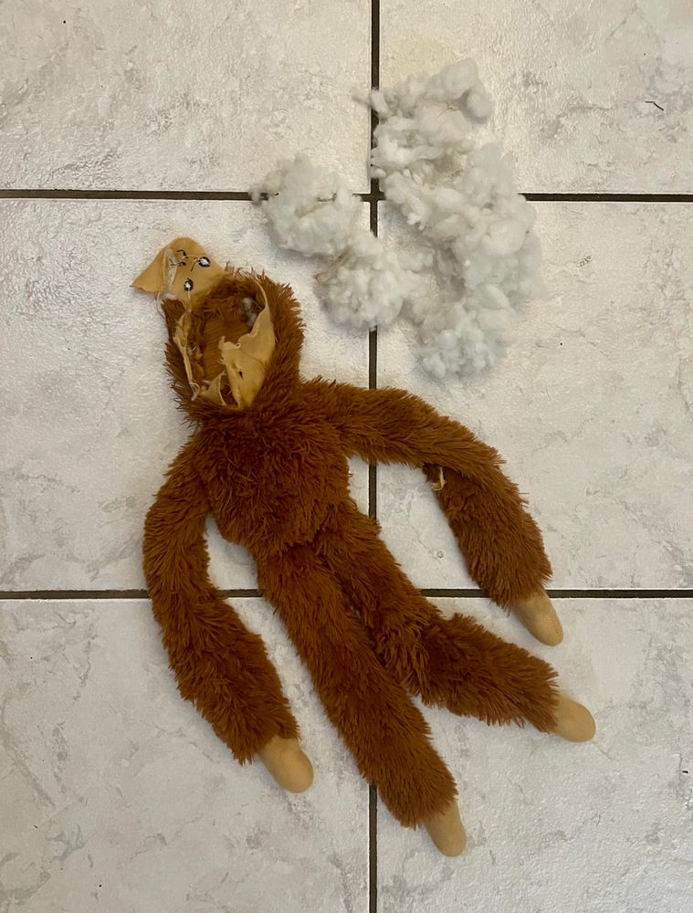 Photo of a stuffed monkey lying on a white tile floor with his face chewed off and white fluff by his head.