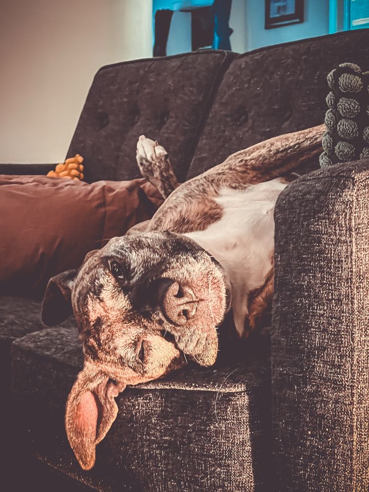 Closeup Photo of Dolly the brindle pitbull lying on her back on a grey couch in a sunbeam.
