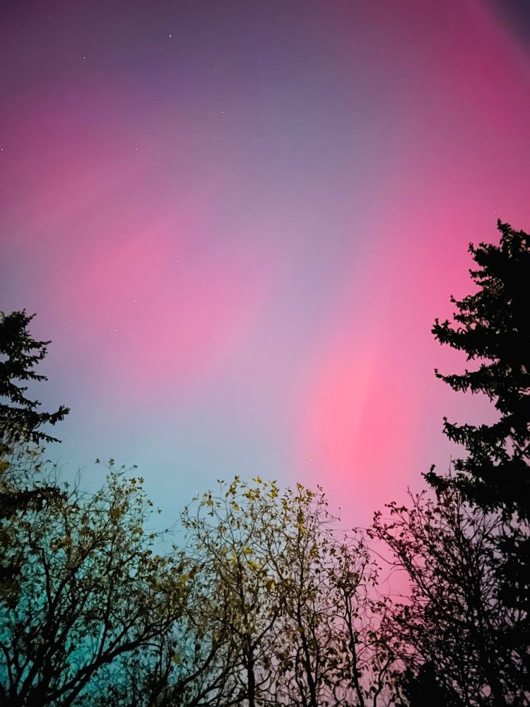 Photo of pink northern lights above trees.