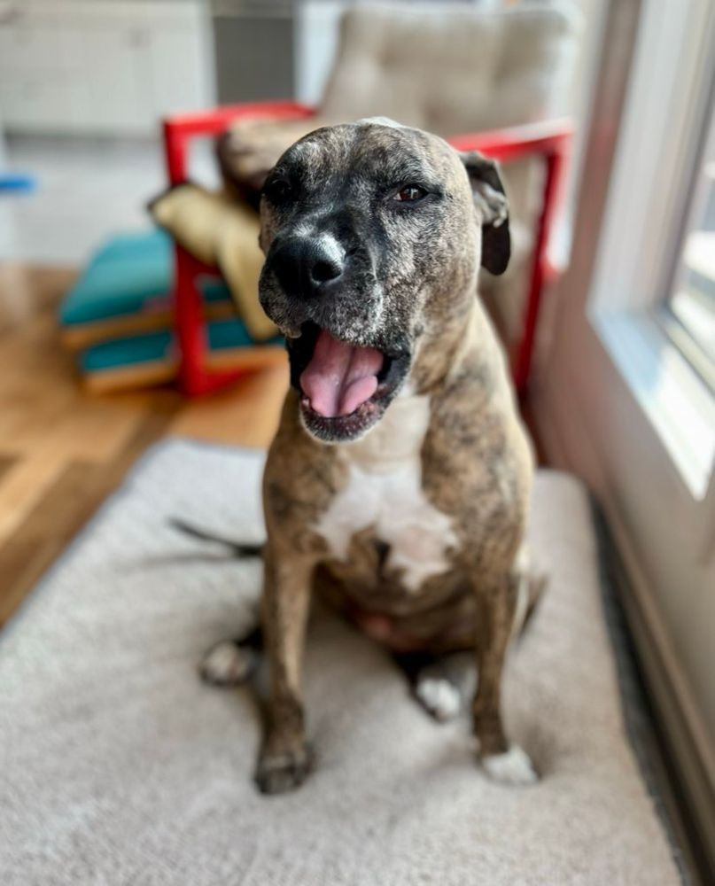 Photo of Dolly the brindle pit bull sitting on a dog bed next to a window looking adorably like a land seal and yawning.