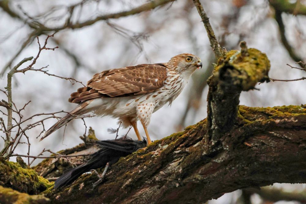 An immature Cooper's Hawk, on the branch of a tree, grasping a dead American crow in its talons.