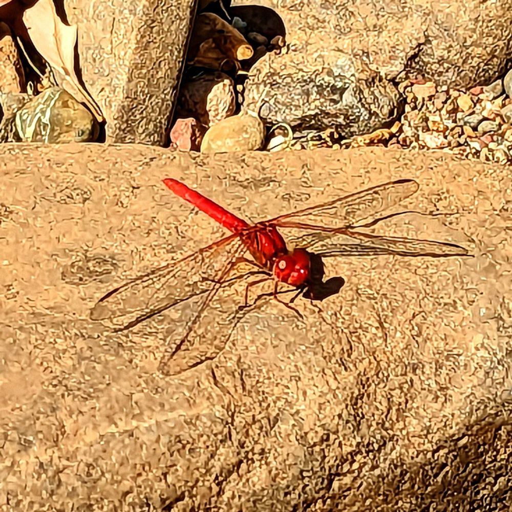 Scarlet Dragonfly on a rock hunting the carriers of tropical diseases.
