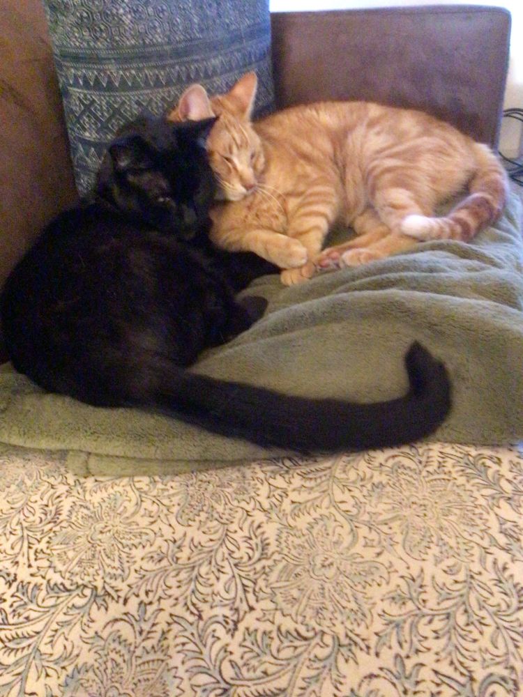 Two cats on the sofa.