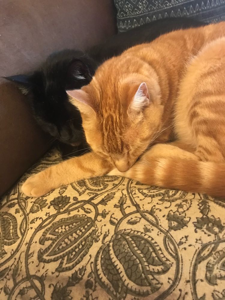 Two cats sleeping on the sofa.