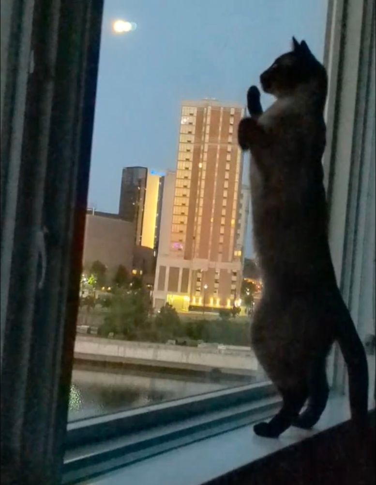 Jules
she looks like she's attacking a building