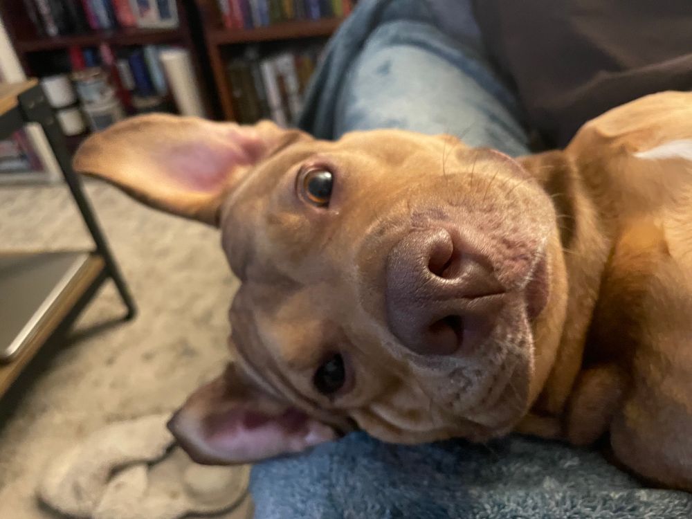 Tuna with her ears hanging as she leans off the couch