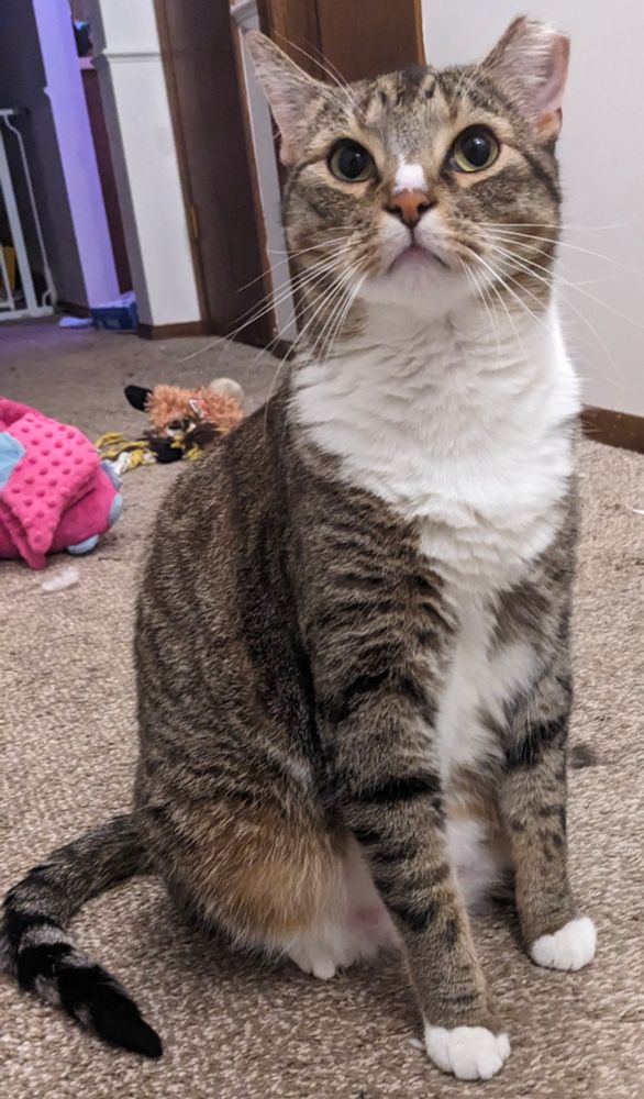 Tabby cat sitting prolifically 