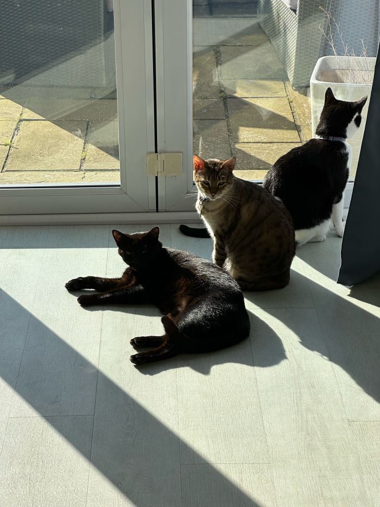 Three cars in sunlight, one Snow Bengal, one Tuxedo, one pure black. 
