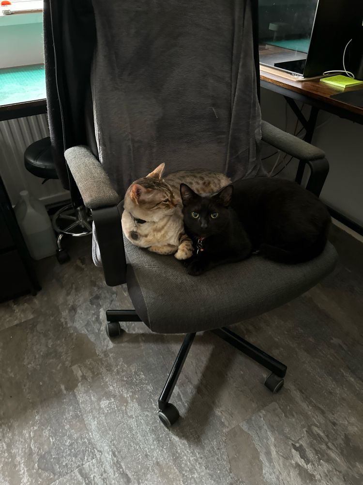 Thor a jet black cat with Satya a snow Bengal curled up on my office chair.