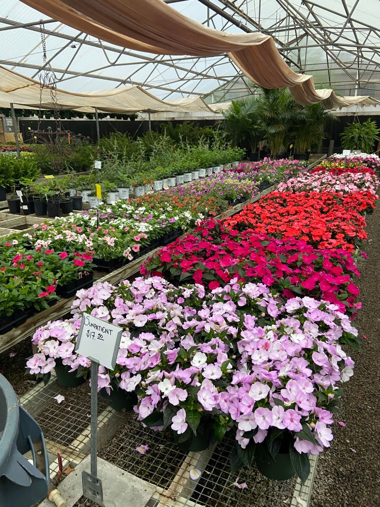 A view inside a greenhouse. Featuring a large bench of sunpatiens in many colors. 