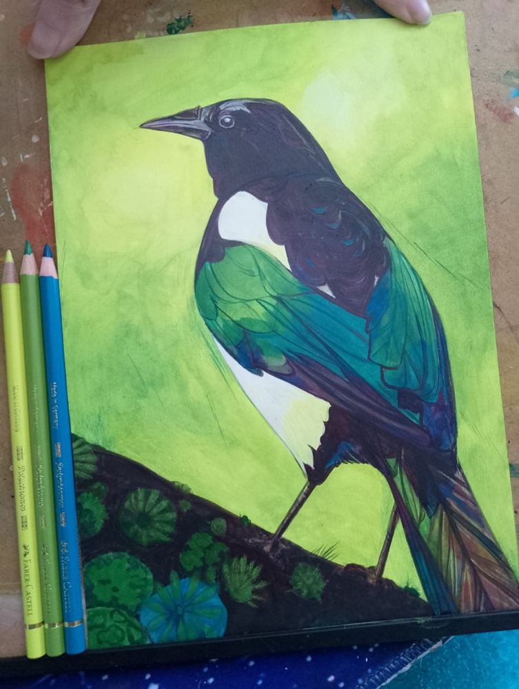 Magpie illustration