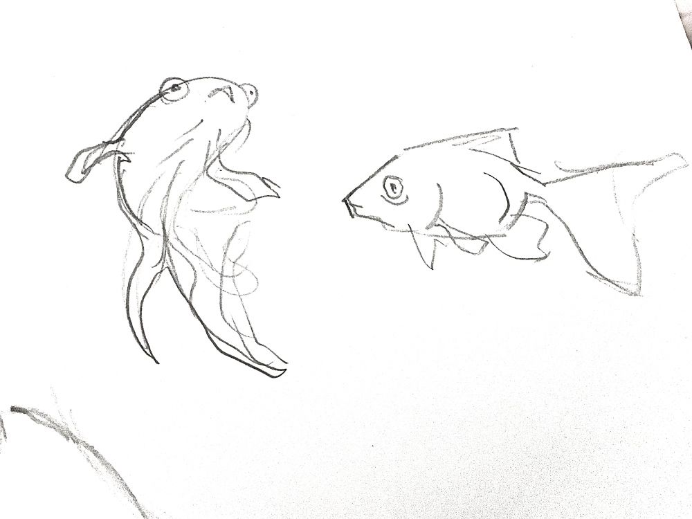 Quick goldfish sketches
