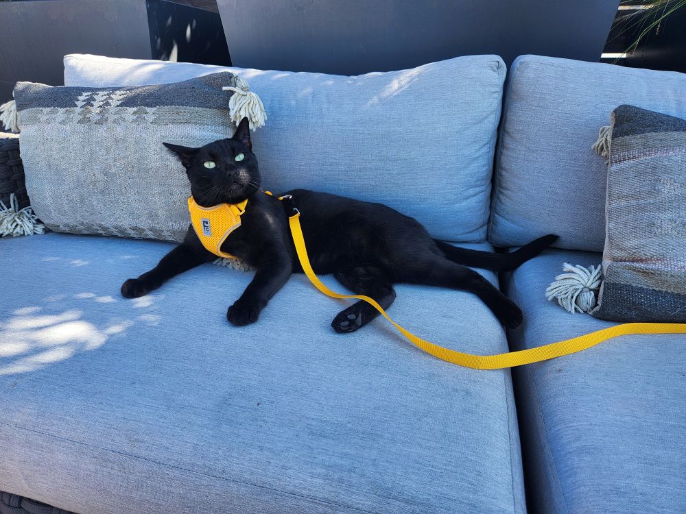 Void, a black cat in a yellow harness looks up as he lays on gray cushions
