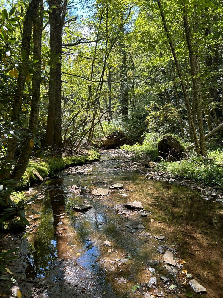 Calm, wide stream with some bits of blue sky reflecting in the water.  The edges of the stream are lined with green moss on the left and tall green grass/weeds on the right.  A large fallen tree spans the creek in the distance of the photo.