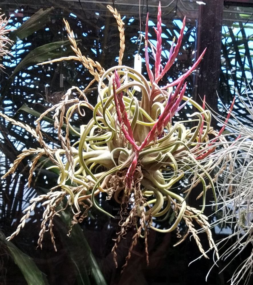 Some kind of hanging plant, idk the species sorry