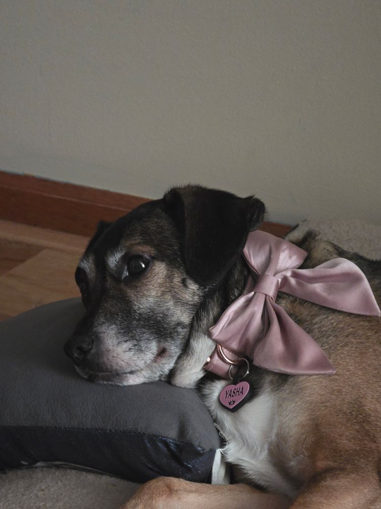 Brown dog with a pink bow laying her head on a pillow. "Yasha" on her tag