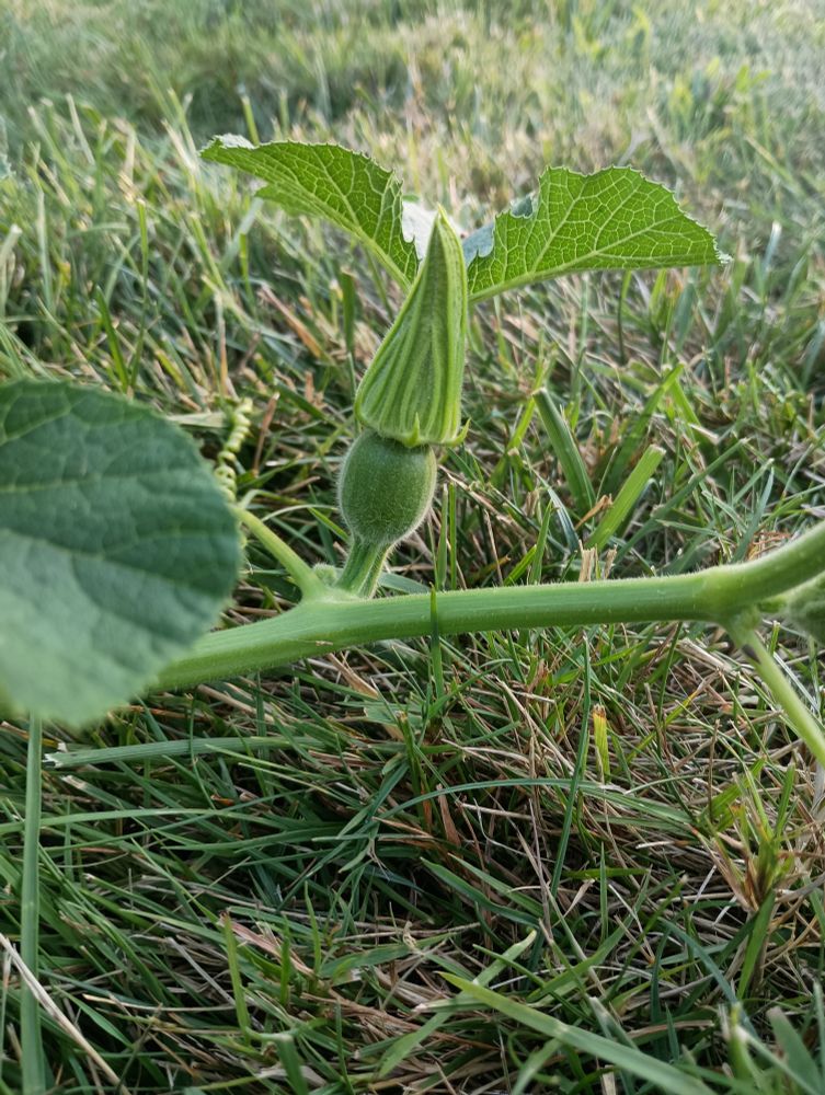 Small green pumpkin growing on a vine.