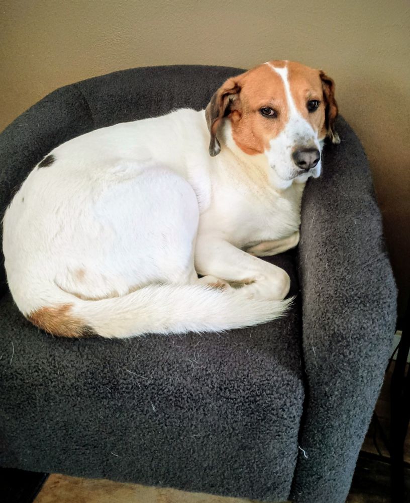 Brown and white dog sitting in a gray chair