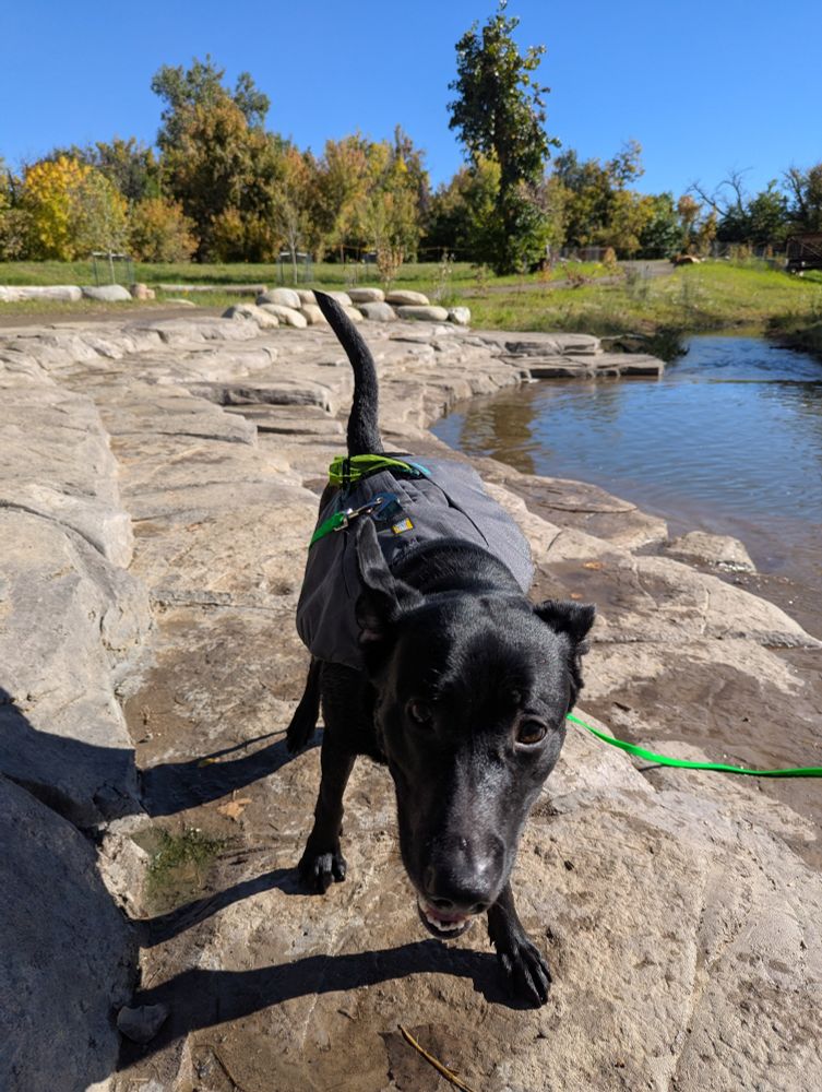 Goose, the black lab/border collie/some sort of hound mix, is approaching the camera. He has a grey harness on that is attached to a green biothane leash. He is very goofy looking, with his tail crooked in the air, feet somewhat splayed out, and mouth open. Goose is standing on some rock like steps that were added to allow easy access to a creek. Trees with various fall colors of leaves are in the background 