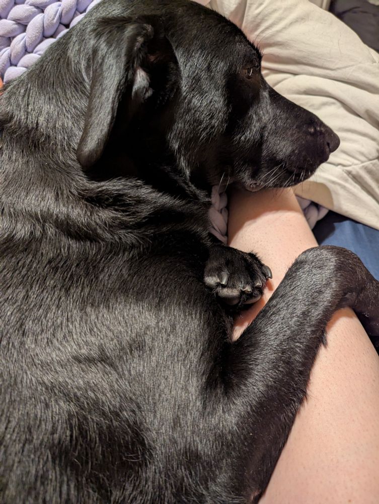 Goose, the small black lab/border collie mix, is laying on top of Bees' legs with his legs wrapped around her right left. He laid down like this as she was attempting to get under the blankets. 