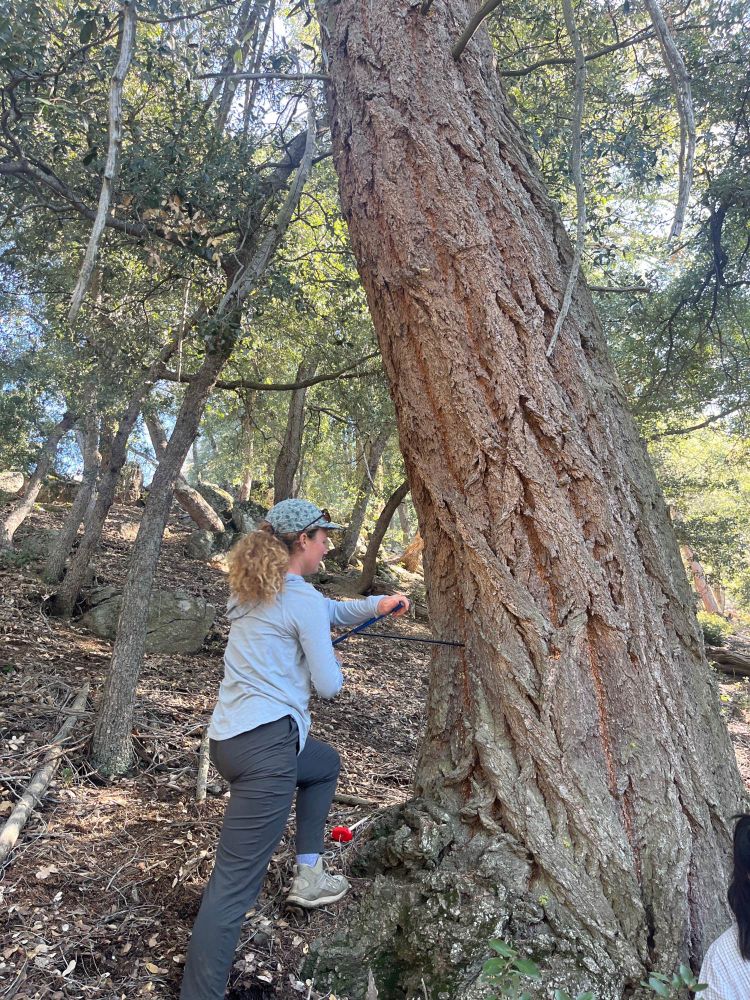 Olivia cores a big-cone Douglas fir tree on a shady slope. Leaf litter covers the ground and small oaks are in the background 