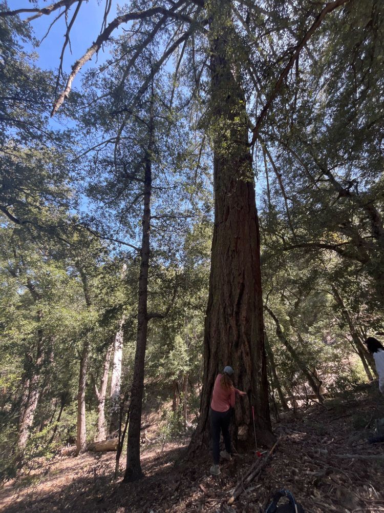 Olivia coring a large big-cone Douglas fir tree on a shady slope with smaller firs, oaks, and cedars in the surrounding area.