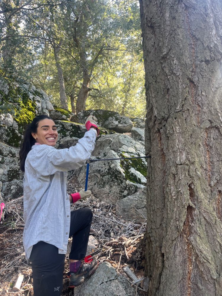 Dervla smiles while coring a big-cone Douglas fir tree on a rocky slope. Large granite(?) rocks covered in moss are behind her