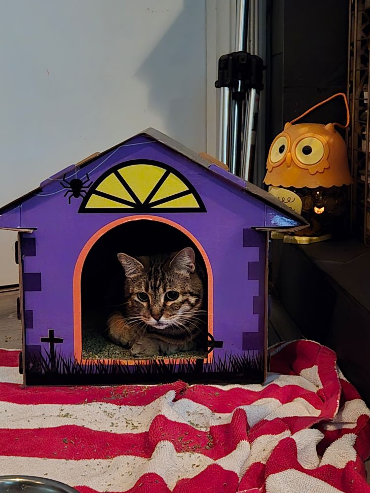 Millie peaks her head out from a Halloween themed scratch pad shack. She rests atop a mound of catnip.