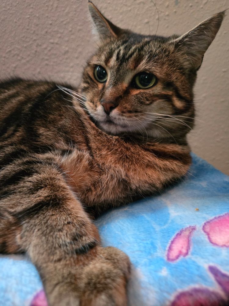 Millie looks up from her slumber, wild-eyed yet purring.