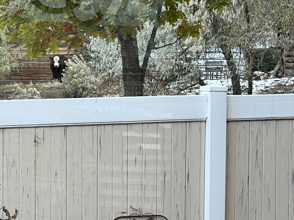 A black and white cow hiding behind bushes and trees and stalking yours truly 