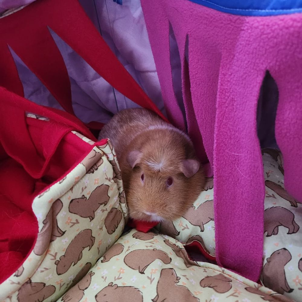 uma porquinha da índia ruiva deitada em tecidos com os pelinhos todos arrepiados.