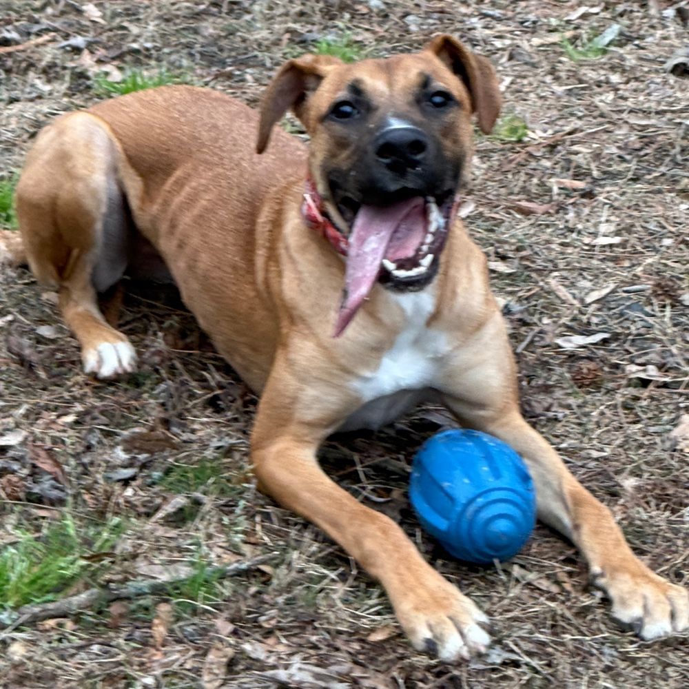 A happy dog, with a blue plastic football, in a winter yard. 