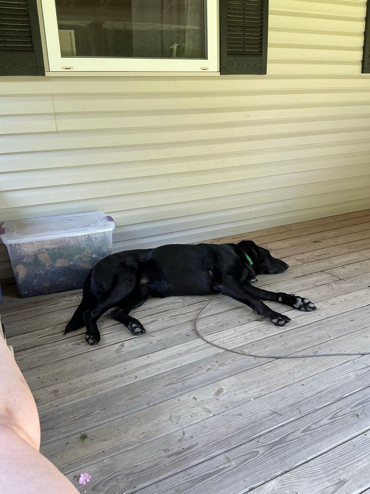 A black lab/german shepherd mix dog lays on a covered front porch in the shade, a clear compost bin sits behind him.