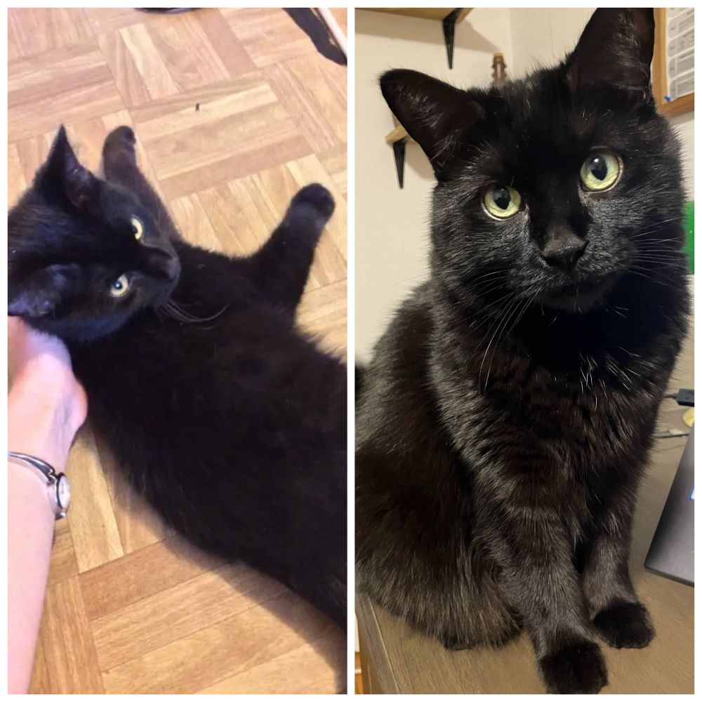 A side by side photo of Guinness the black cat as a newly-adopted adolescent, lying on the floor; and current Guinness, now a mature adult, sitting on a desk.