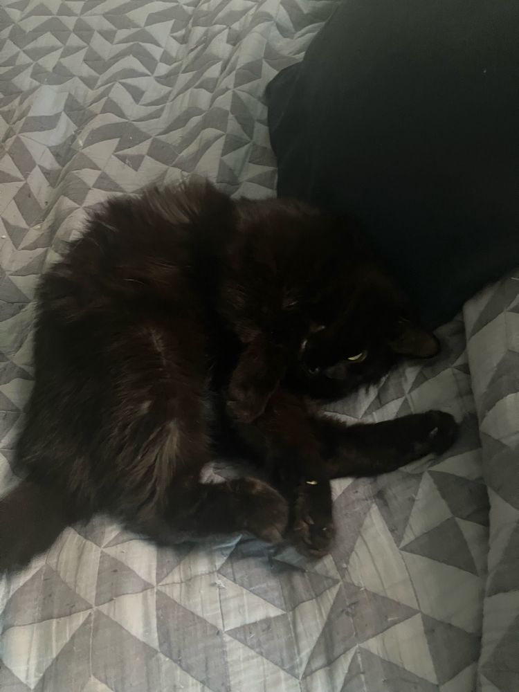 Guinness the black cat sleeping curled up on a blue duvet 