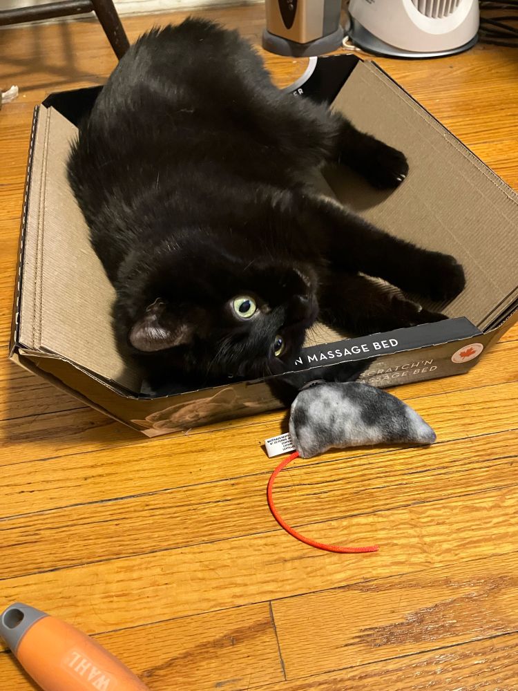 Guinness lying in his box with a toy mouse on the floor beside him 