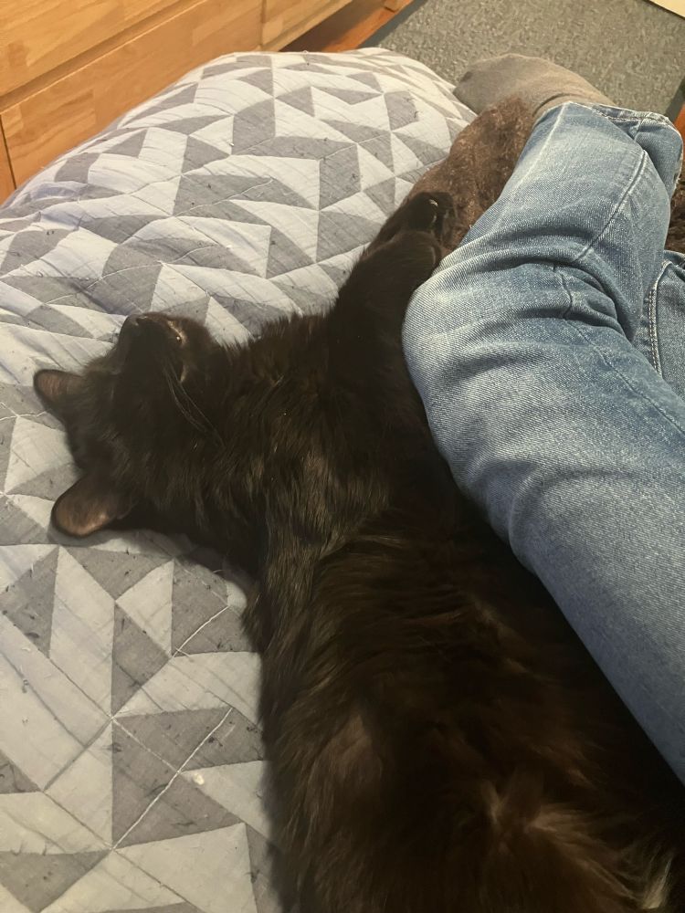 Guinness the black cat, asleep on a bed, curled into/hugging his human’s knee.