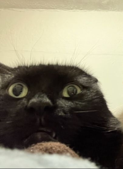 A close up of Guinness the black cat’s face. He has been caught at a hilarious moment and angle. One (only one) of his ears is down, one fang (only one) is showing and his eyes are wide and round.