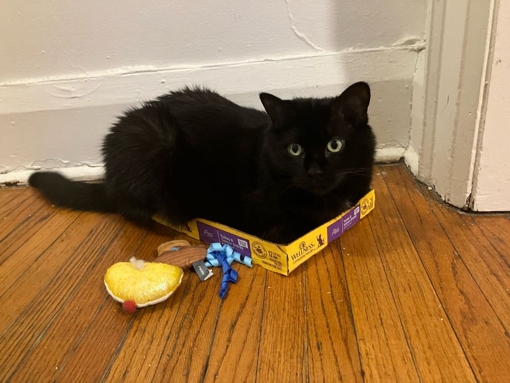 Guinness the black cat sitting in loaf formation, in a very small cardboard box. 