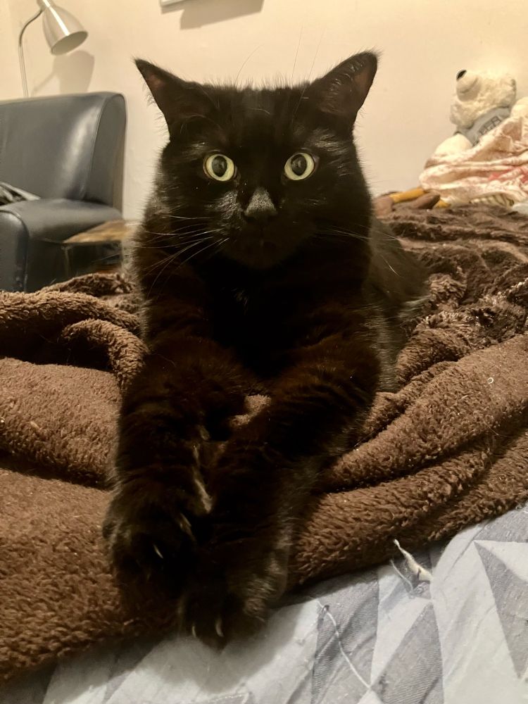 Guinness the black cat lying on his blankie, his front legs stretched straight out, so that his posture resembles the Sphinx.