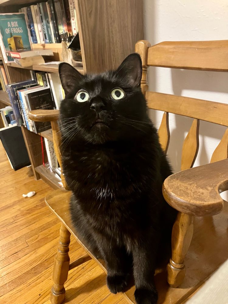 Guinness the black cat sits on a kitchen chair, his eyes wide, looking extremely good and pretty 