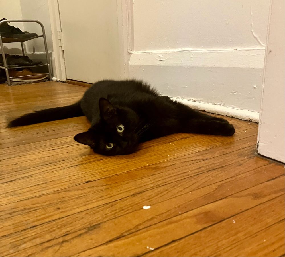Guinness the black cat flopped in completely flat despair on his side on a hardwood floor. He gives his human a look of bewildered reproach.