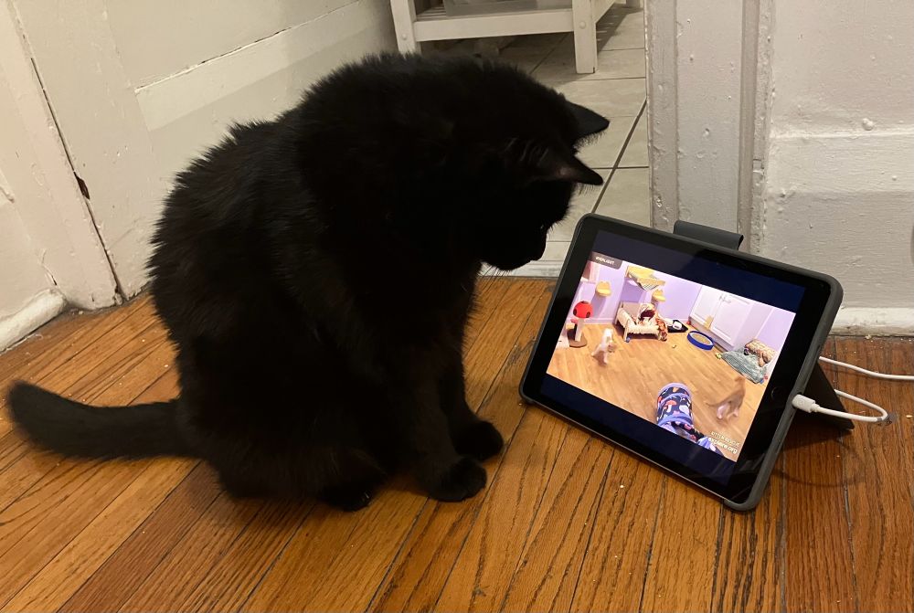 Guinness the black cat watches kittens on an iPad set up on the floor 