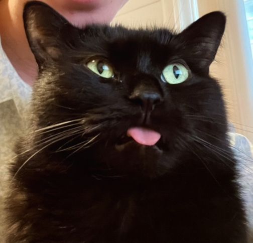 Close up shot of Guinness the black cat, his tongue poking out, his expression vacant