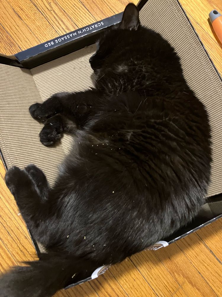 Guinness the black cat lying in a cardboard box, fast asleep. Grains of catnip fleck his sides. 