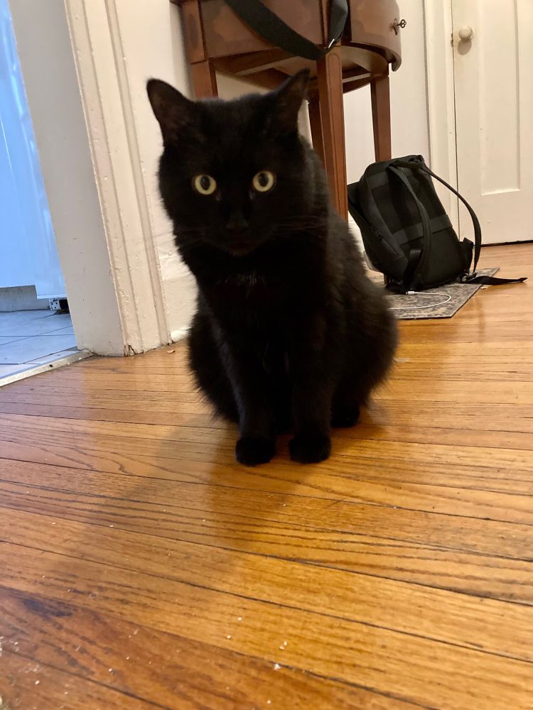 Guinness the black cat sitting in a hallway, looking cute but unrepentant. His eyes look especially round and yellow, contrasting with his black fur - his other facial features are not distinguishable, making him look like a void with eyes.