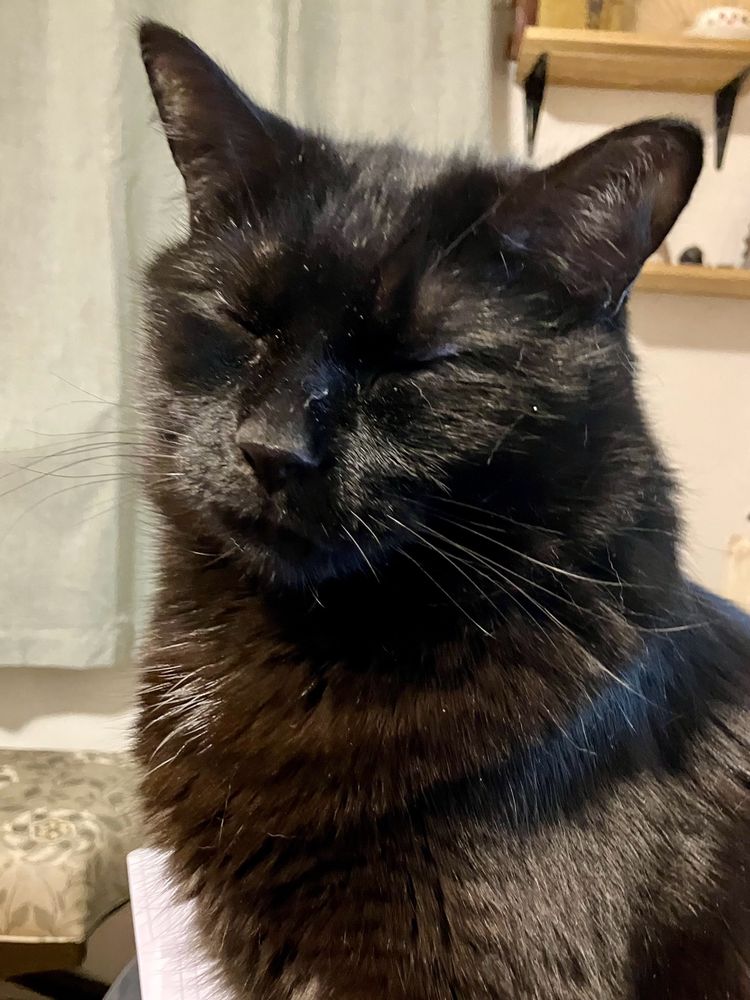 Guinness the black cat photographed with his eyes closed, mid-blink.