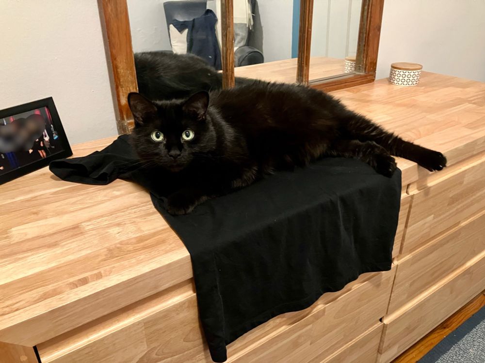 Guinness the black cat, happily lying on a black t shirt that was laid over a dresser in preparation of being worn.