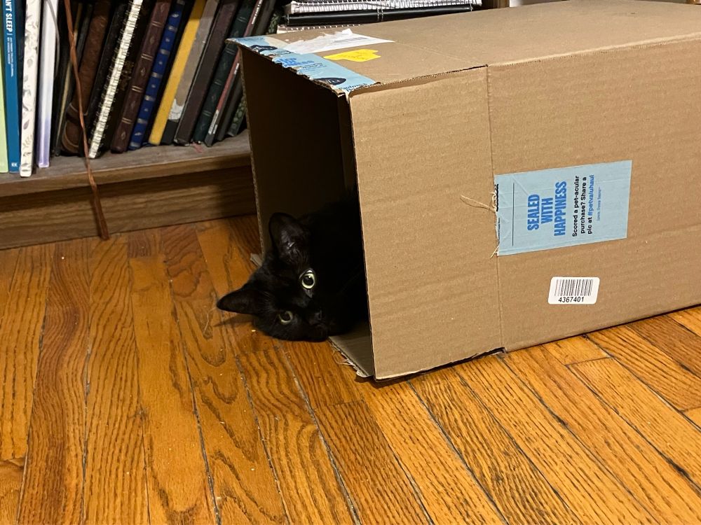 Guinness the black cat lies in a large cardboard box, only his head poking out.
